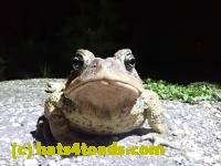 /home//u458753944/public_html/sourcegallery///////////////////////////////////////Roxborough Toad Detour/2021/2021-04-27/P4270278.JPG